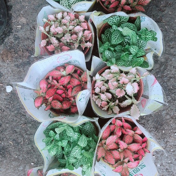 Cây cẩm nhung 35k