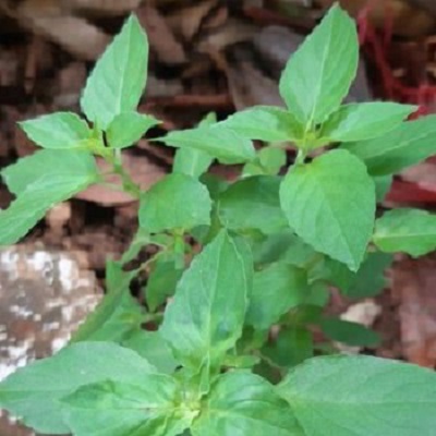 [Seeds] Hạt giống lá é trắng Rado (rau thơm sả), đóng gói 5gr (khoảng 1500 hạt)