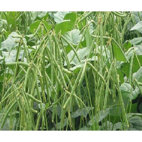 2kg Đậu Xanh Quê Nguyên Hạt