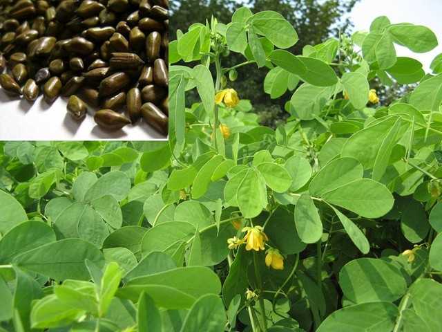 Thảo quyết minh 1kg  (Hạt muồng muồng) GT315