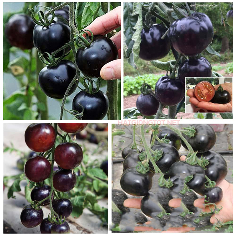 Hạt Giống Cà Chua Cherry Đen Lai F1 Độc Đáo