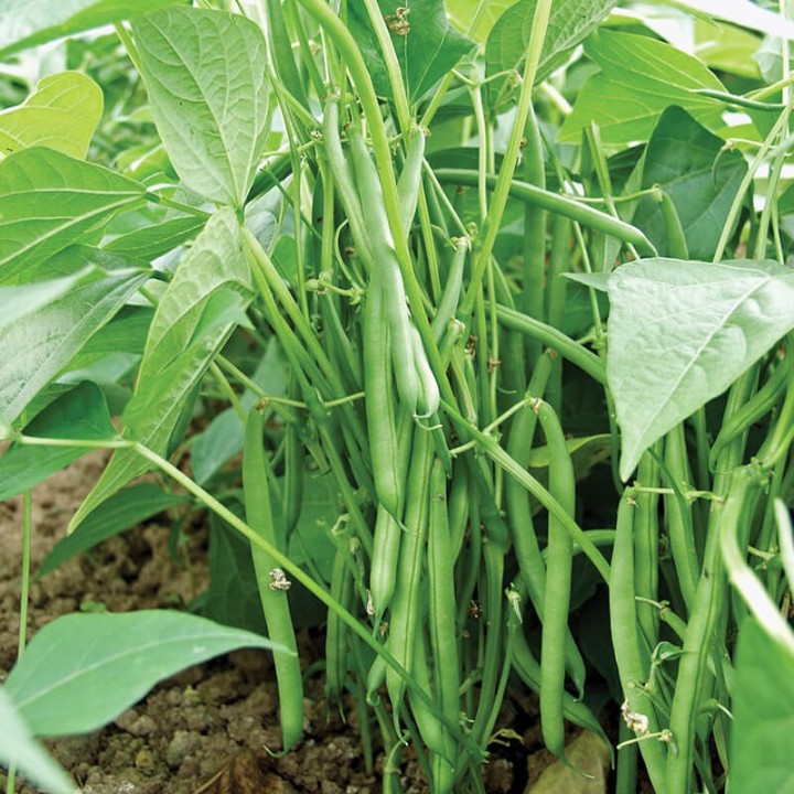 Hạt giống Đậu cove bụi lùn gói 20gr