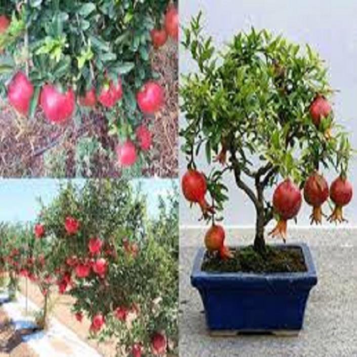 [FREESHIP - Xả Khô Máu] CÂY GIỐNG LỰU ĐỎ LÙN
