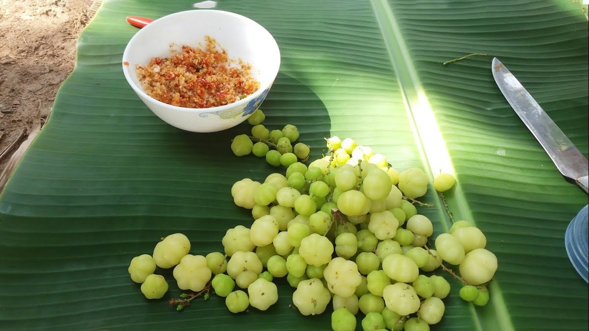 Cây chùm ruột - quả chua - cây giống (mua 5 cây tặng thêm 1 cây)