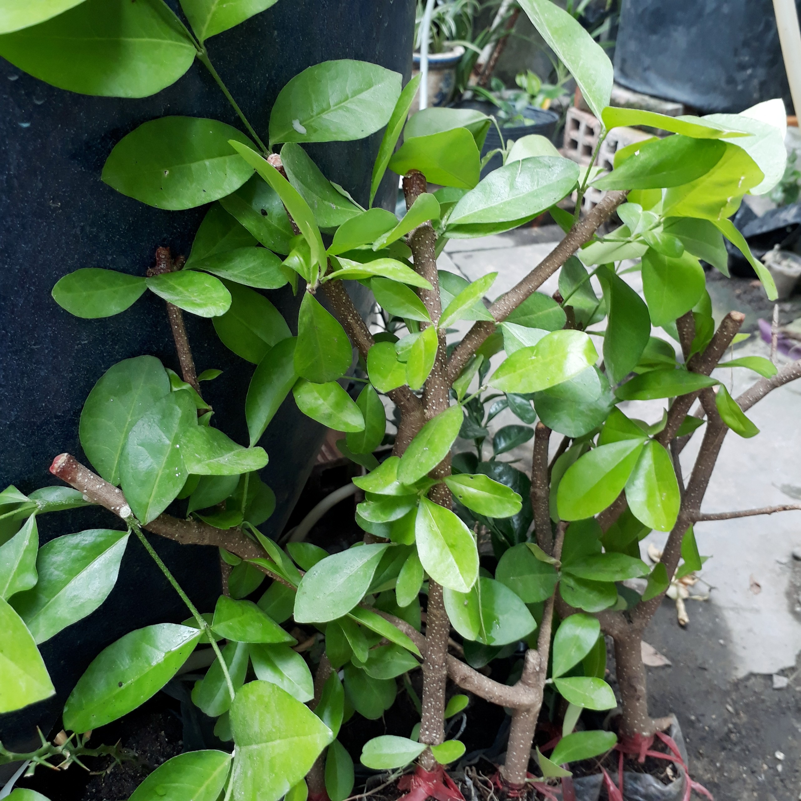 CÂY GIỐNG SƠ RI NGỌT - CÂY SƠ RI