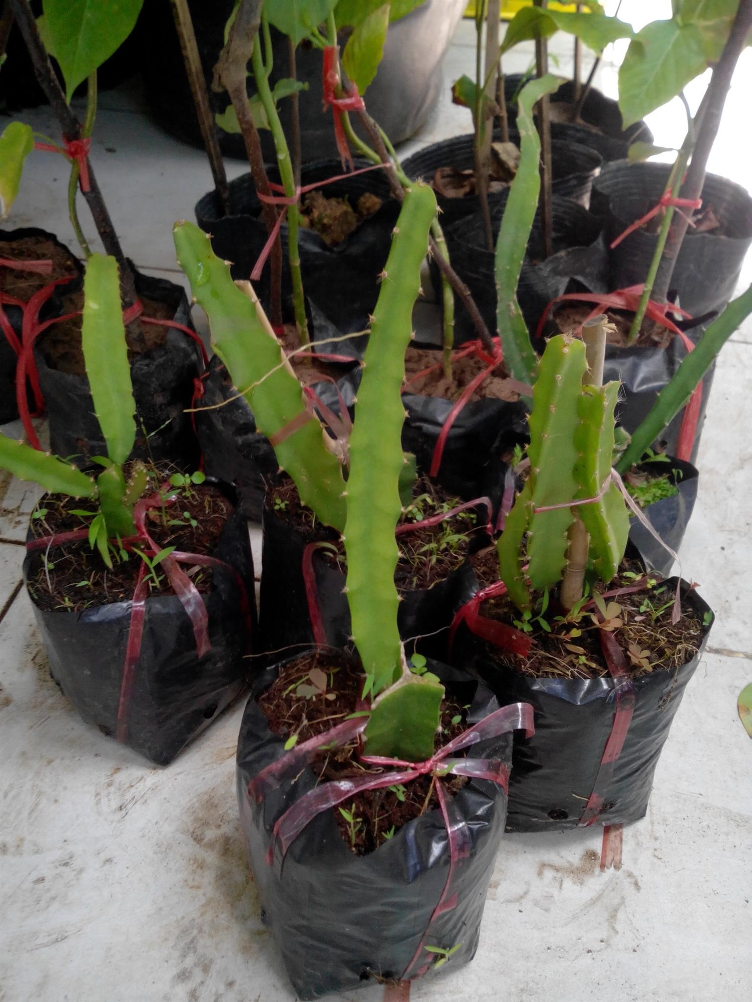 cây THANH LONG RUỘT ĐỎ