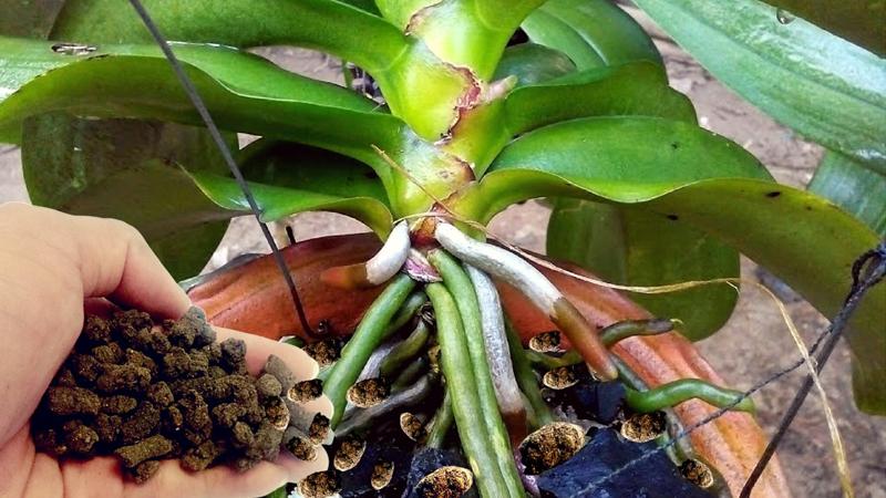 Phân trùn quế nén viên (800g)