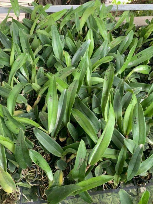 Combo 5 Cây Lan Cattleya Giống - Nhập Thái Lan