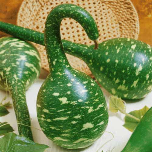 Hạt giống Bầu Thiên Nga (Nga) - Gói 5 hạt.