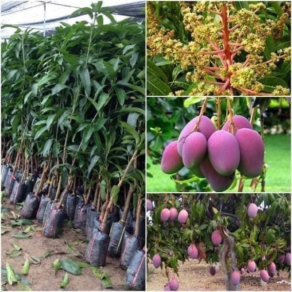 Cây xoài úc giống