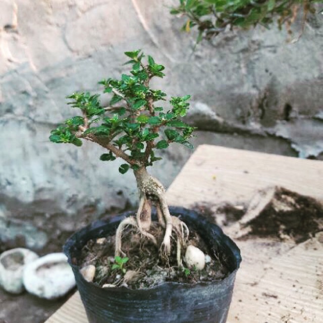 SAM HƯƠNG siêu mini để bàn CỰC ĐẸP