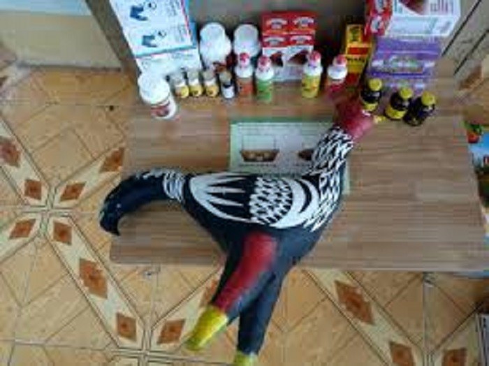 GÀ VẢI TẬP THỂ LỰC CHO GÀ CHỌI-GÀ VẢI GIÁ RẺ-luyện tập cho gà đá