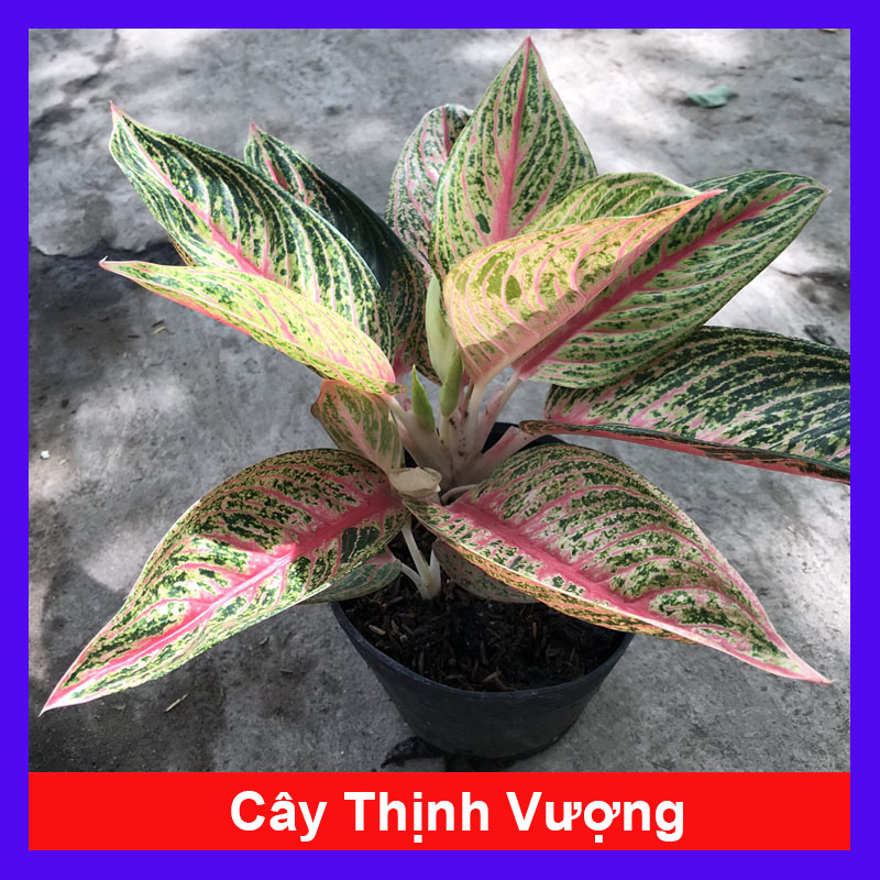 Cây thịnh vượng - Cây cảnh mini