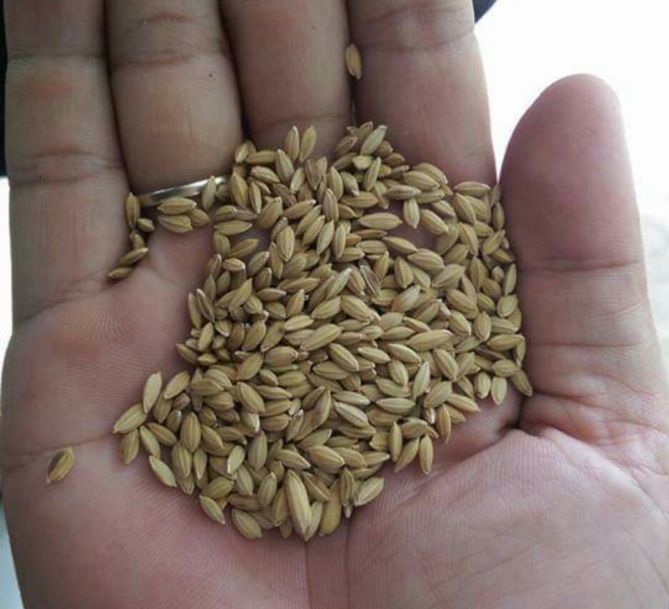 HẠT LÚA CHO CHIM CẢNH, GÀ CẢNH ( 500 Gram)