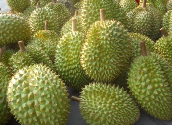 Quả sầu riêng RI6