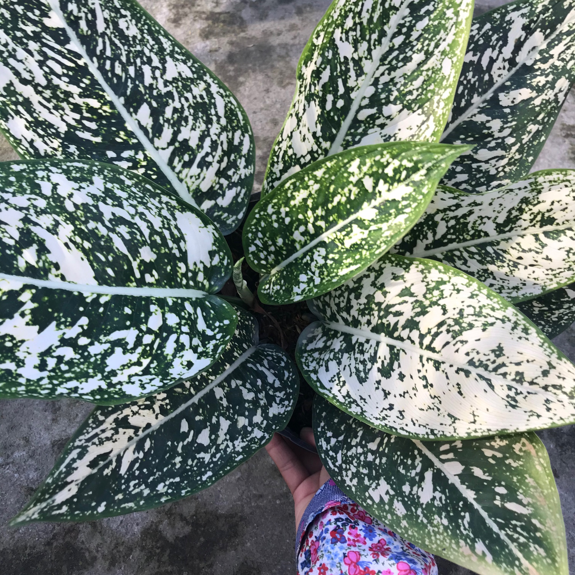 Cây sao sáng + tặng phân bón cho cây mau