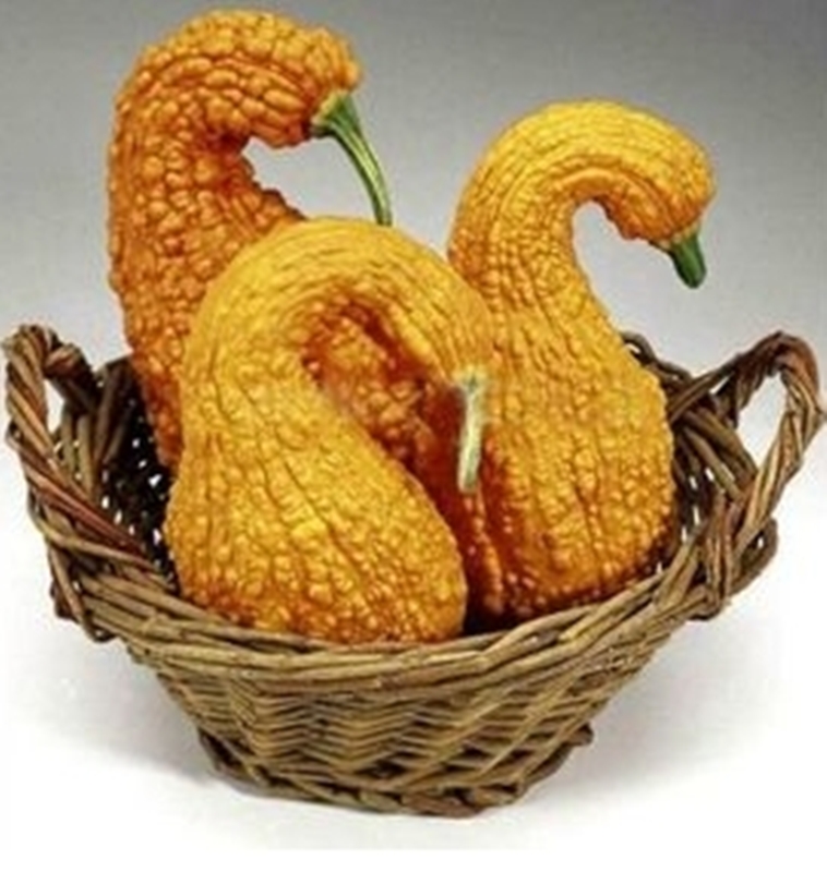 Hạt giống Bí thiên nga tặng kèm kích mầm