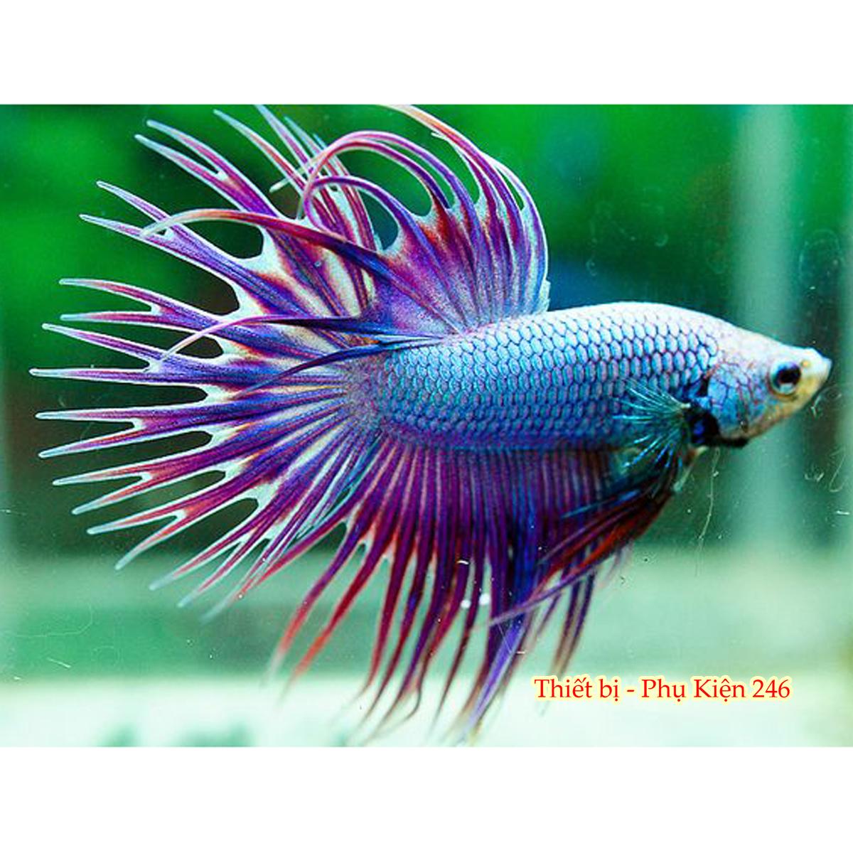 Thức ăn cao cấp cho cá Betta