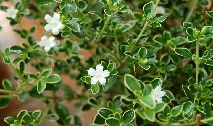 Cây giống Bạch Tuyết Mai bầu đất