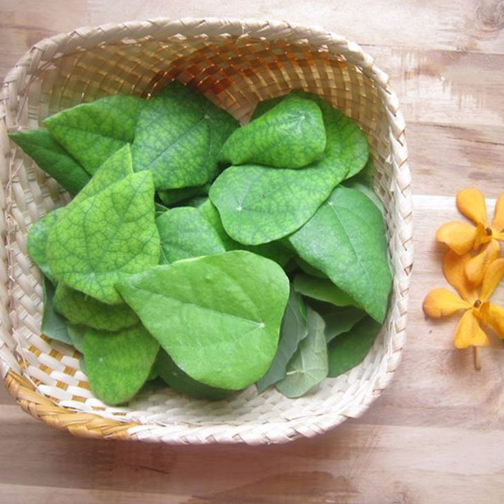 Hạt giống Lá Sương Sâm Lông Rừng, Thân Leo, Lá Có Lông Tơ Nhỏ, Thân Sống Nhiều Năm (Gói 20 Hạt) - Nông Sản Vàng
