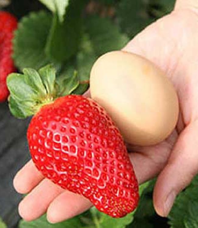 "Gói 50 "Hạt giống dâu tây đỏ khổng lồ [Seeds]