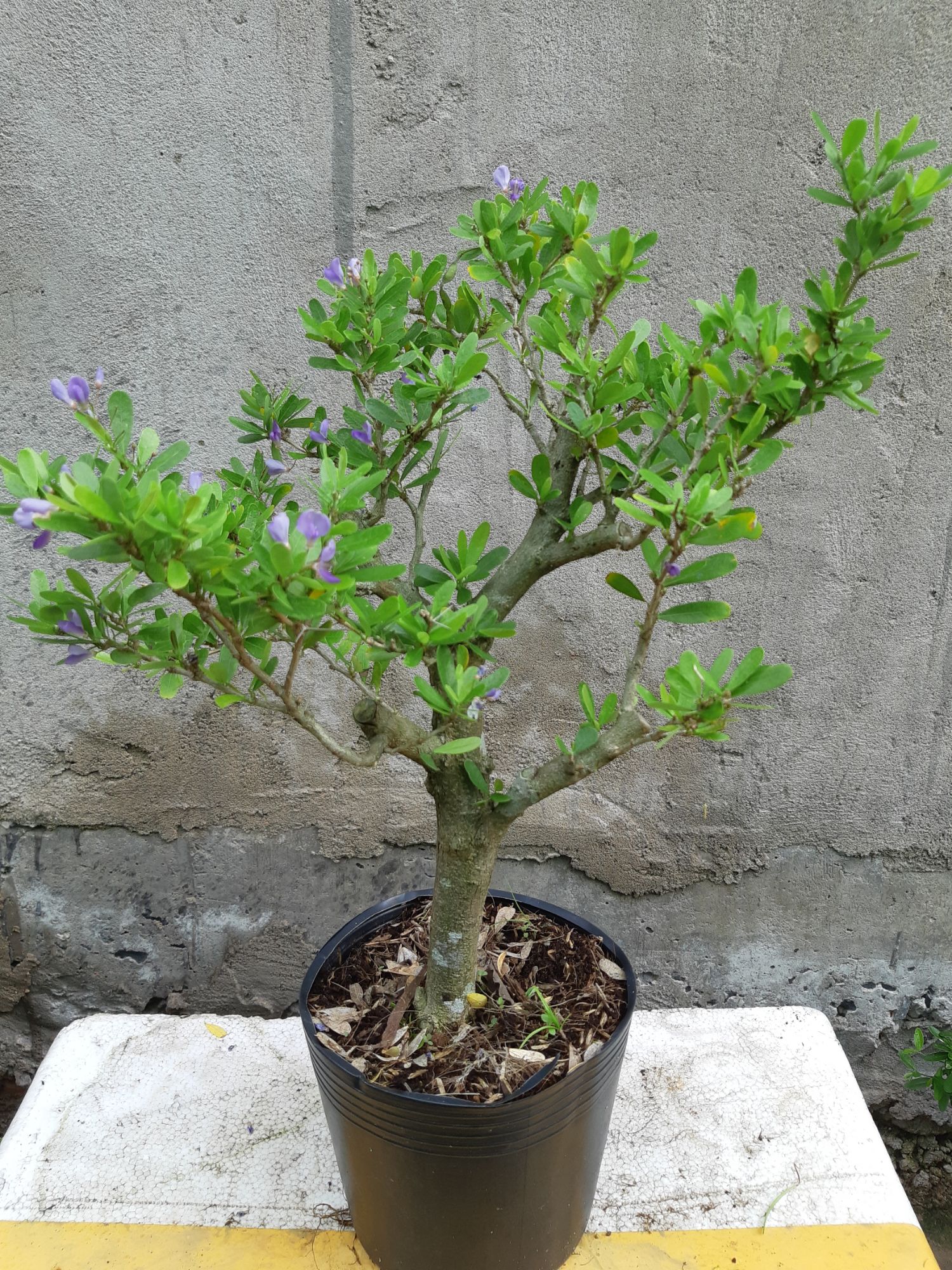 linh sam siêu bông gốc trung
