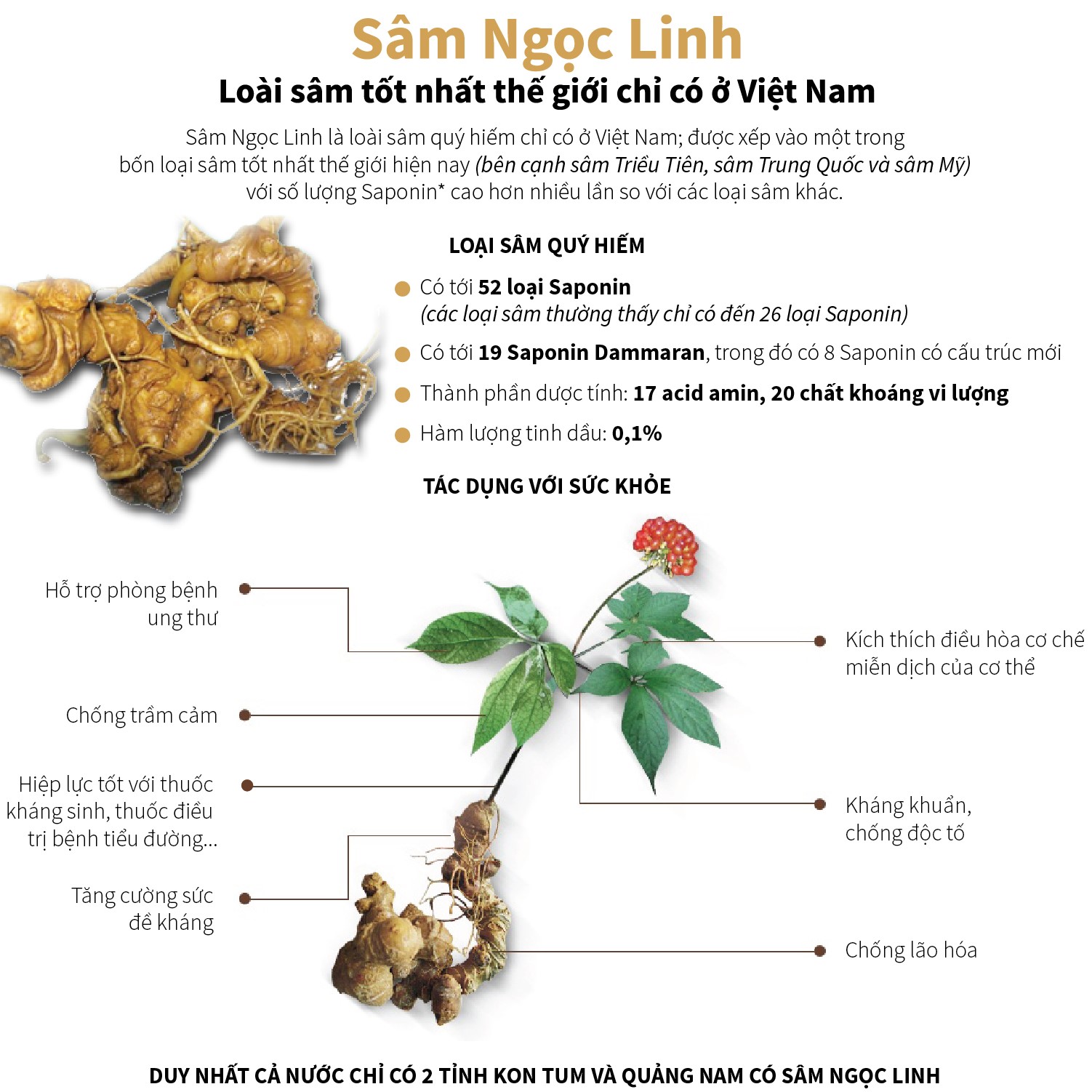 Viên Sủi Sâm Ngọc Linh (Tuýp/10 viên)