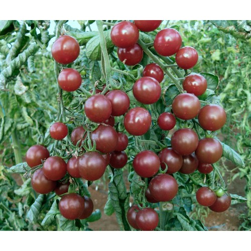 Chocolate Cherry Tomato Seeds - Pack of 30 Seeds