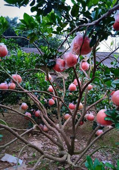 Cây giống BƯỞI ĐỎ LUẬN VĂN
