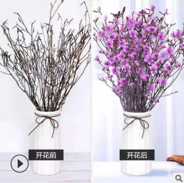 Hoa đỗ quyên Ngủ Đông