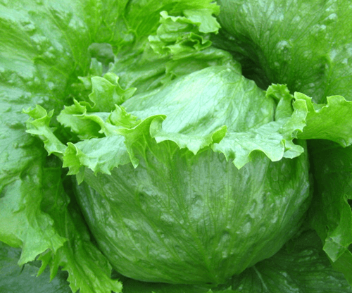 Hạt giống rau Xà lách búp (2 gram).