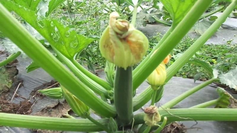 Hạt giống bí ngồi xanh - 15-20 hạt/gói