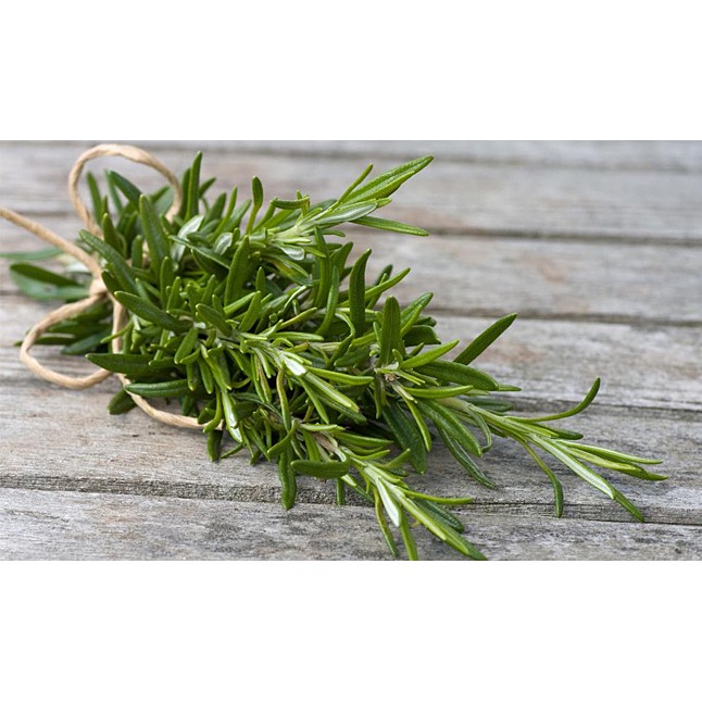 [HCM]Hạt Giống Rau Thơm Xạ Hương Thyme
