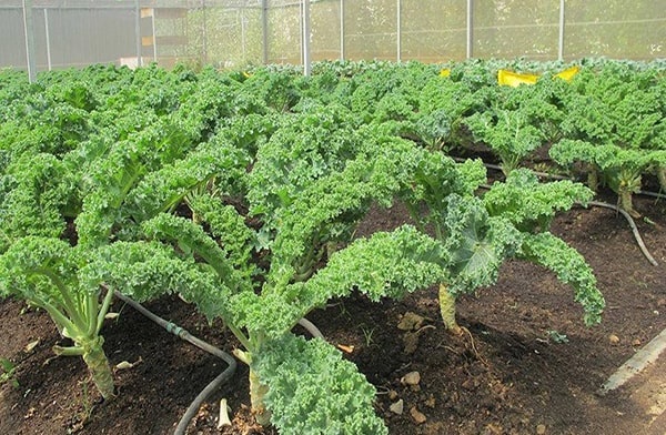 Hạt giống cải xoăn kale xanh