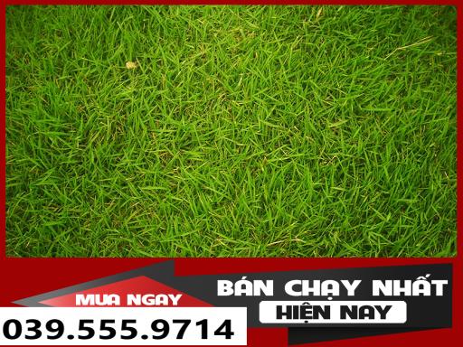Hạt Cỏ Nhung Nhật - Cỏ Thảm trang trí 200 gam