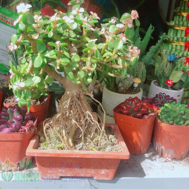Cây cành vàng lá ngọc dáng cổ thụ
