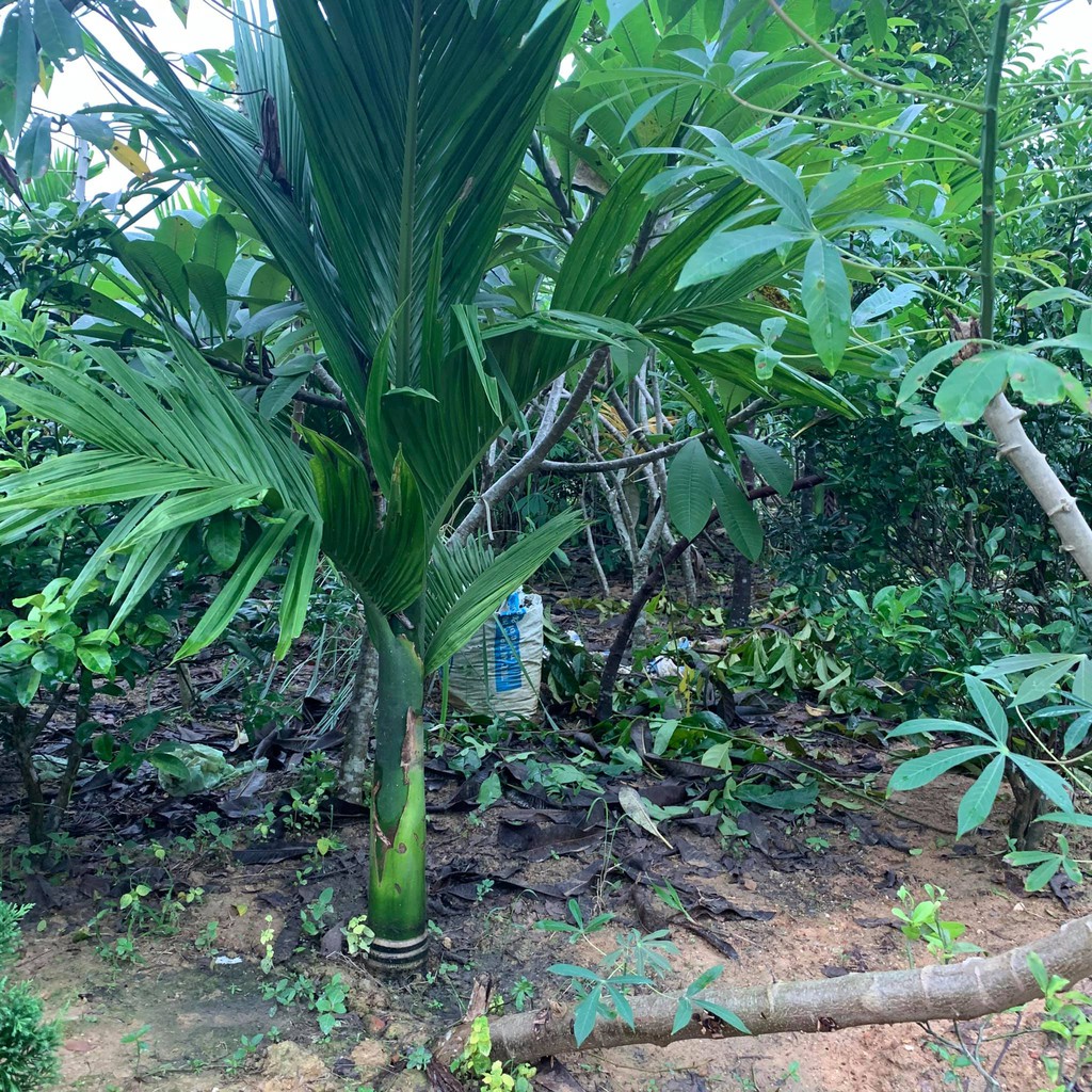 Cây Cau Lùn, Cau Làm Cảnh, Ăn Quả -