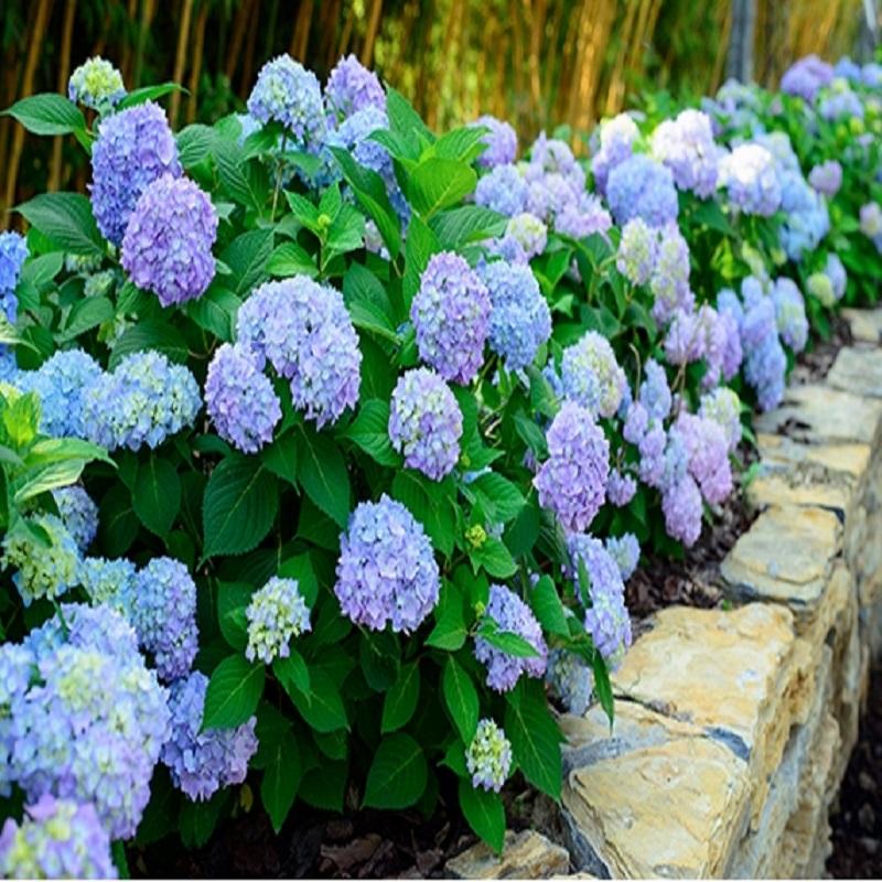 Mixed Color Hydrangea seeds