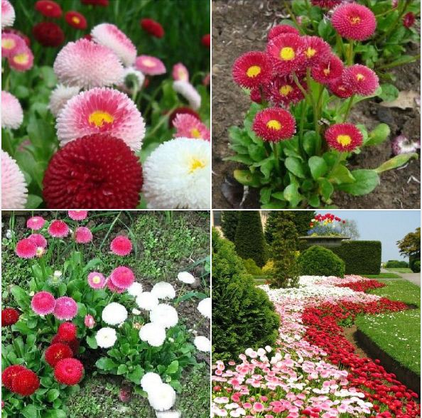 Hạt giống hoa cúc anh kép mix màu - gói 50 hạt