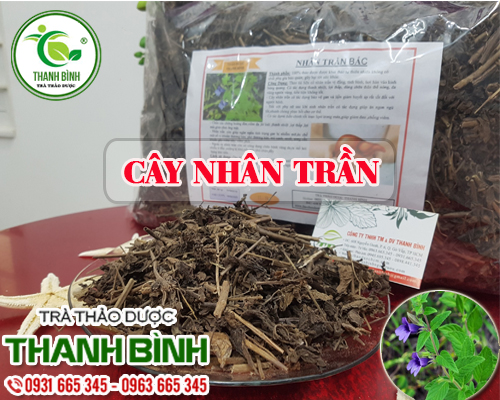 Cây Nhân Trần Bắc 1Kg Hàng Công Ty - Thảo Dược Thanh Bình