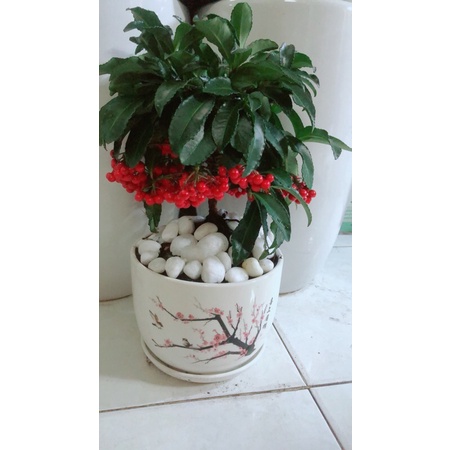Chậu Cây Kim Ngân Lượng Để Bàn