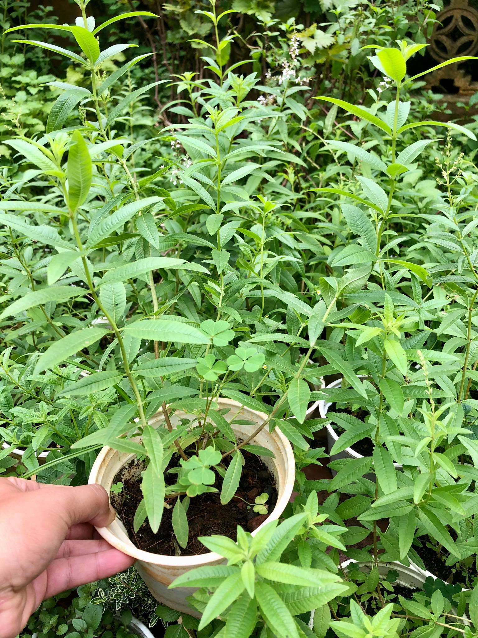 Cây sả chanh pháp - cỏ roi ngựa - Mã tiên thảo chậu lớn (ảnh thật)- cây dược liệu