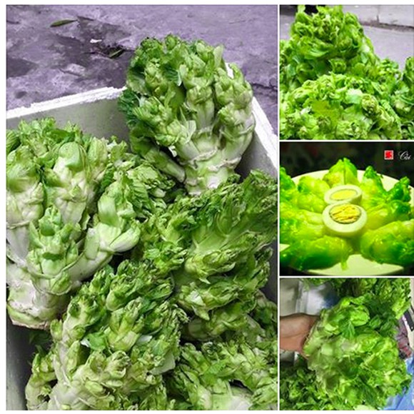 Hạt giống cải mầm đá F1 - 0.2 gr/gói