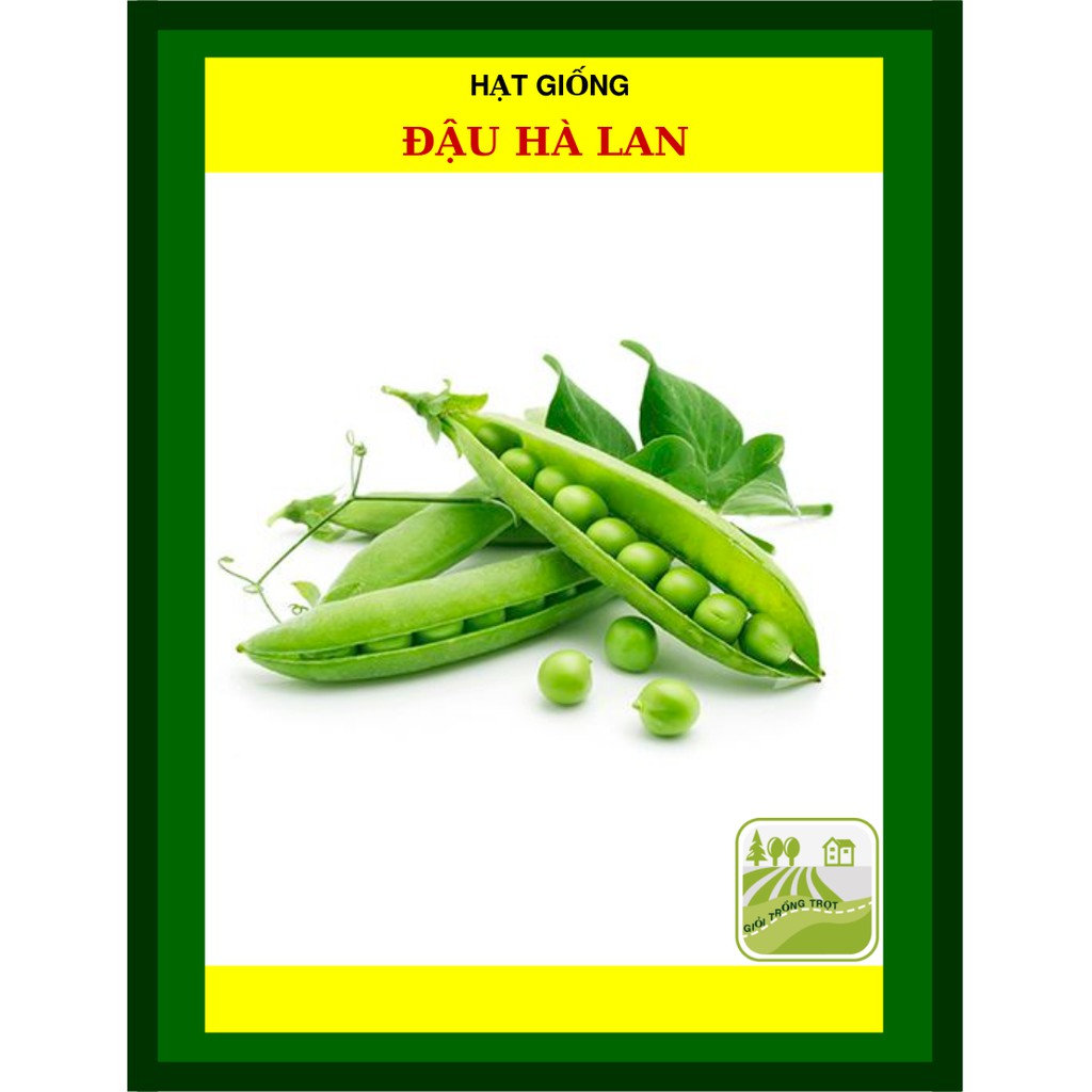 Hạt Giống Đậu Hà Lan 50 Gram