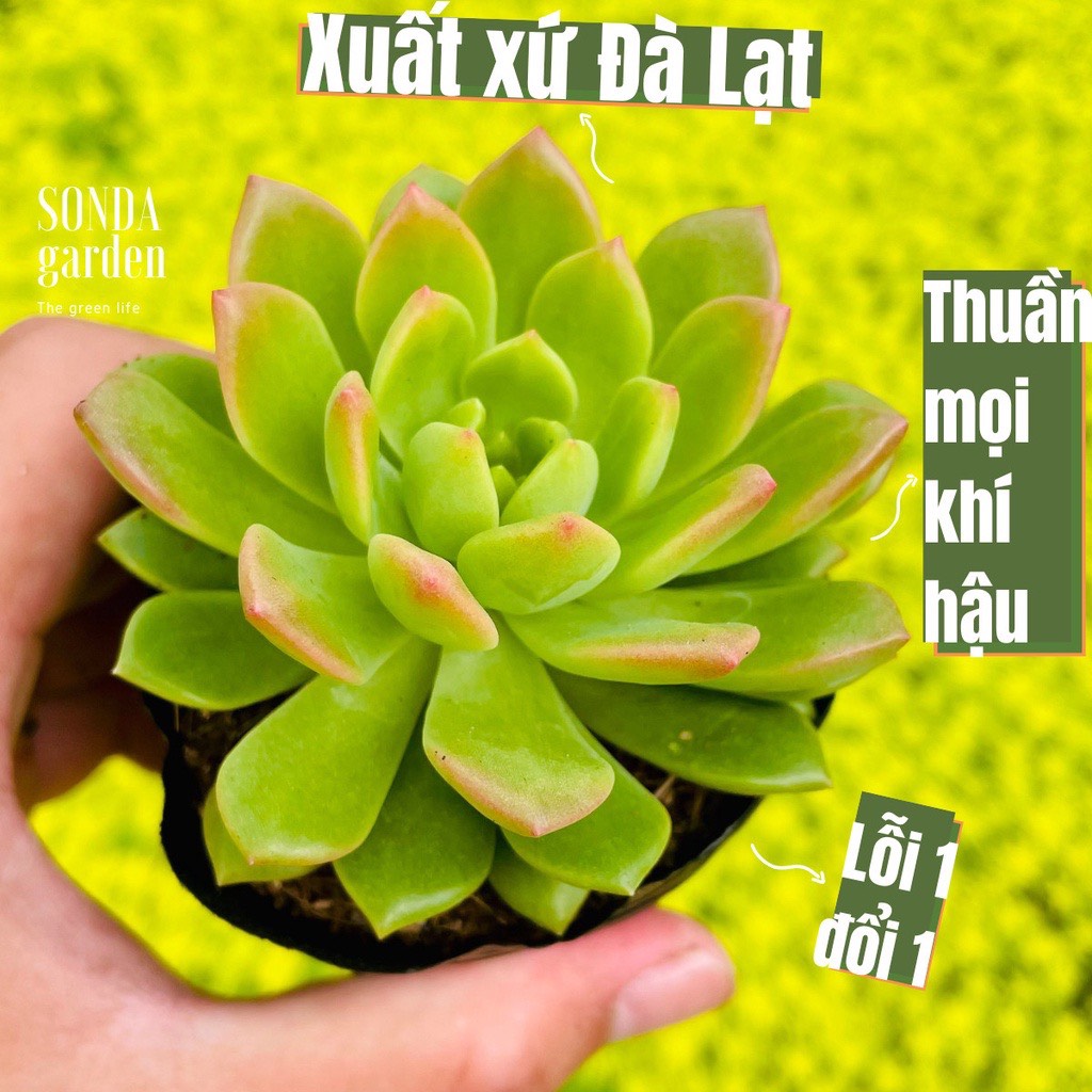 SEN ĐÁ MẶT TRỜI GIỐNG MỚI SIZE BÉ LỖI 1 ĐỔI 1