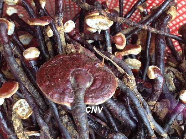 NẤM LINH CHI (CỔ CÒ) Khô chuẩn rừng