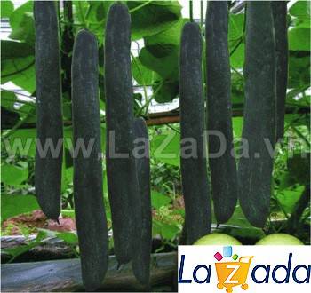 0.2Gr Hạt Giống Bí Sặt Bí Xanh (A1.301| C39*W44*M193)