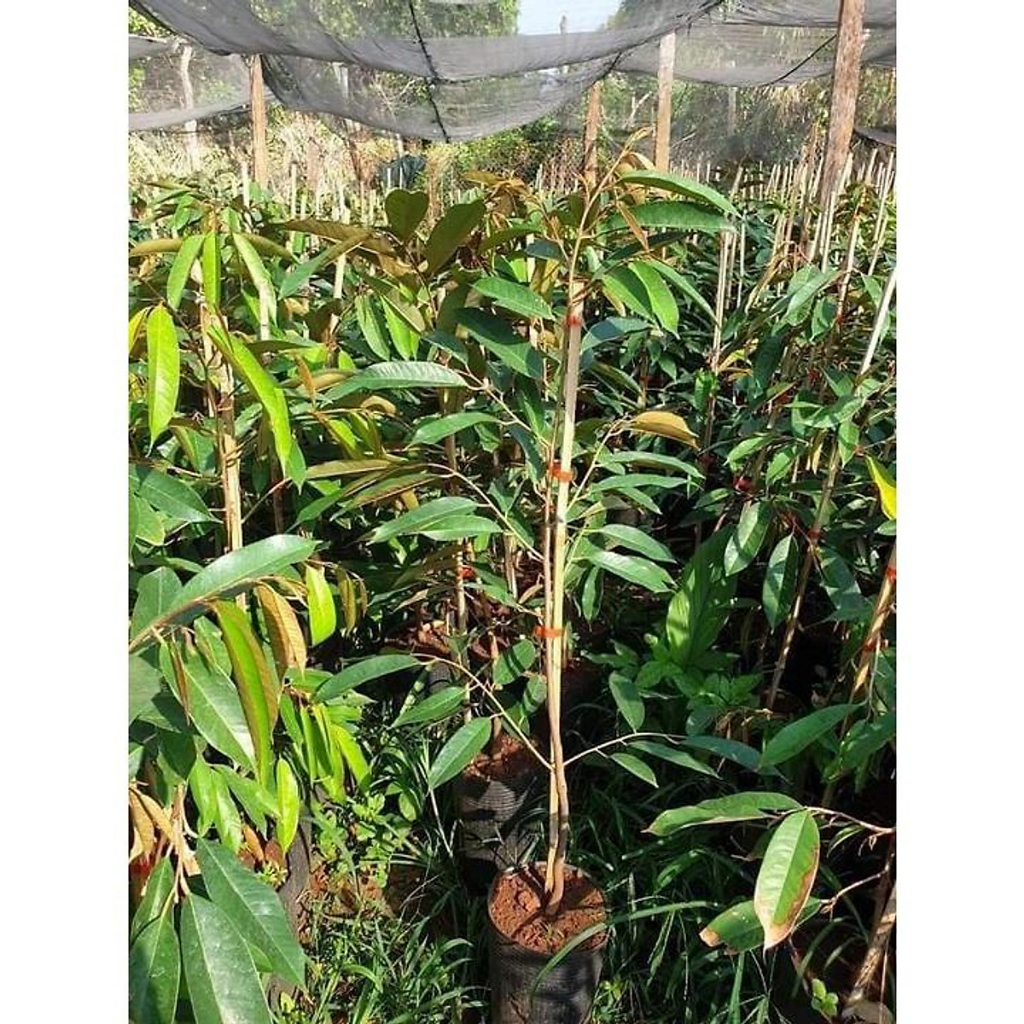 Cây giống sầu riêng Thái múi dày (cây khỏe đẹp)