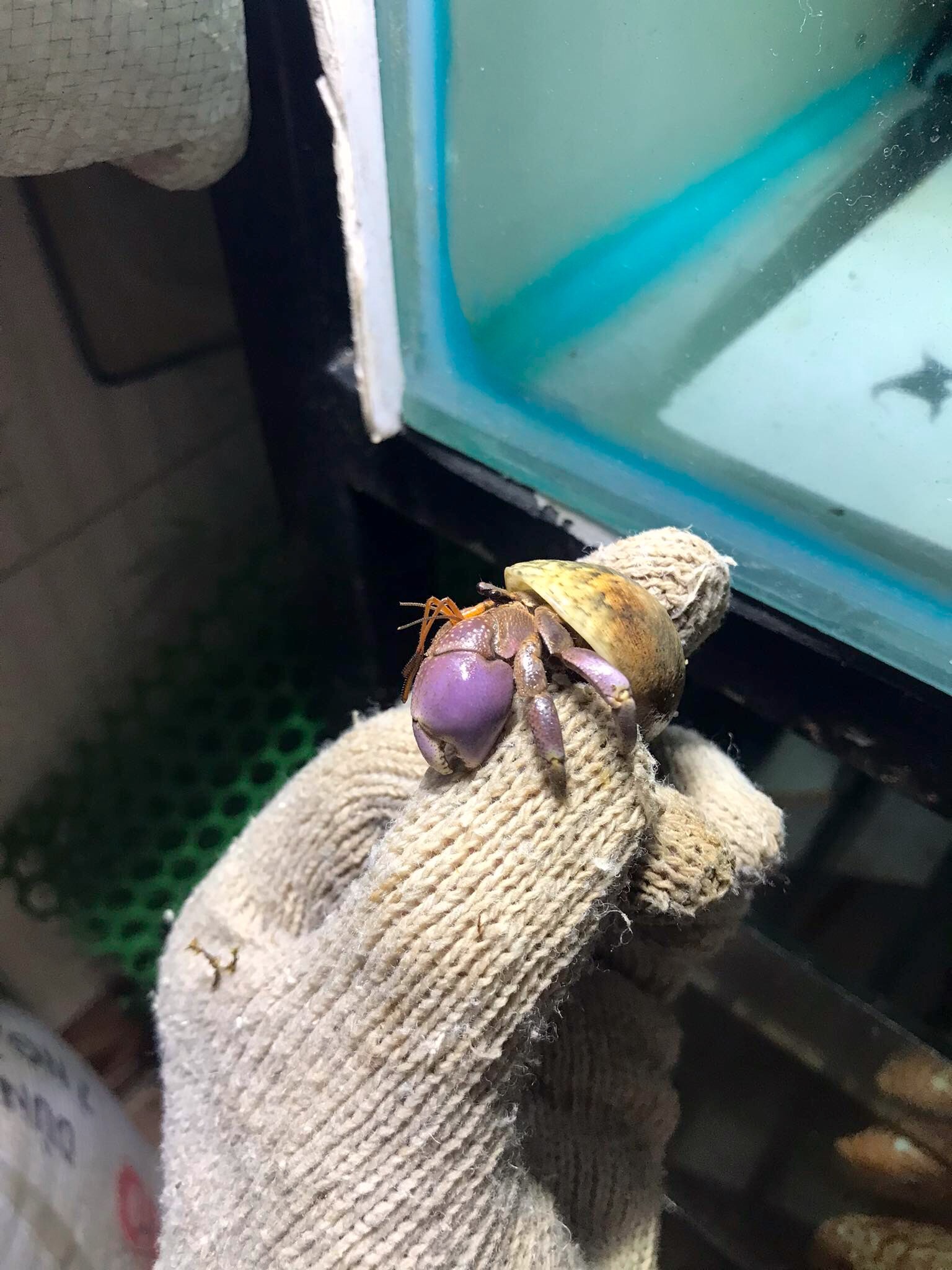OMH Brevi (lỗi) trang trí bể cá