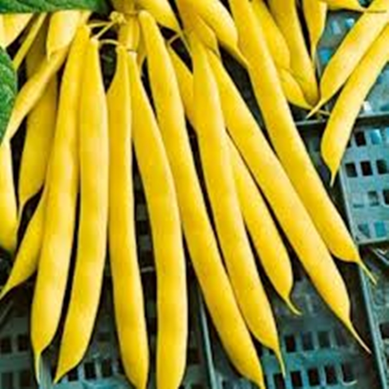 Hạt giống ĐẬU COVE BỤI VÀNG tặng kèm kích mầm